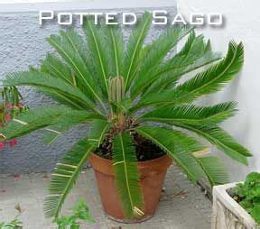 Cycas Revoluta Care How To Grow Sago Palm Trees Palm Plant Sago