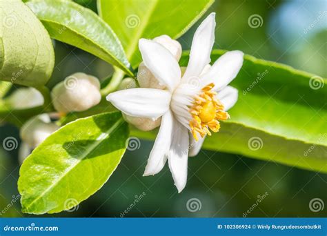 Lime Flowers Lemon Blossom On Tree Stock Photo Image Of Freshness