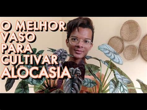 Vaso De Barro O Melhor Para Plantar Alocasia Saiba Porqu Youtube