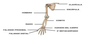 Radiología e Imagen para el Diagnóstico Cintura Escapular