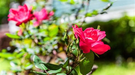 10 Pro Tips For Treating Powdery Mildew On Roses