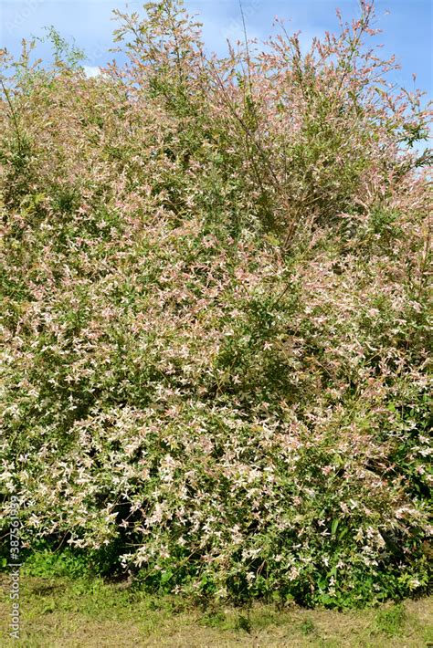 A Fragment Of The Crown Of Willow Of The Whole Leaved Hakuro Nishiki