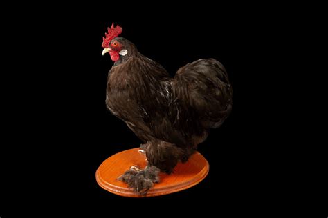 Taxidermy Black Hairy Clawed Cochin Chicken For Sale At 1stdibs