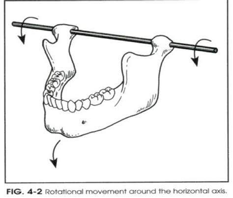 Mechanisms Of Mandibular Movement And Articulation Flashcards Quizlet