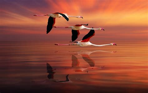 Download Reflection Flying Bird Animal Flamingo Hd Wallpaper