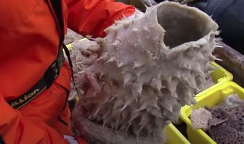 Antarctica Breakthrough Bizarre Creatures Like Nothing Seen Before