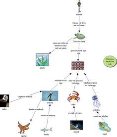 turtle food chain