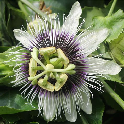 Passiflora Edulis Red Rover Passionvine Mid Valley Trees