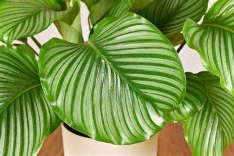 Calathea Orbifolia Care And Growing Guide