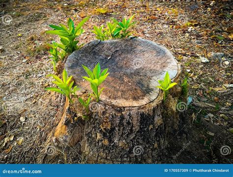 Young Tree Growing From Stump Hope Rebirthnew Life Concept Stock