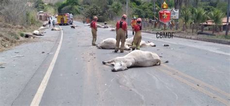 Boiada Atropelada Por Carreta E Mais De Animais Morrem No Df