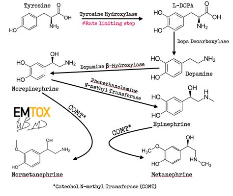 Catecholamine Metabolic Pathway