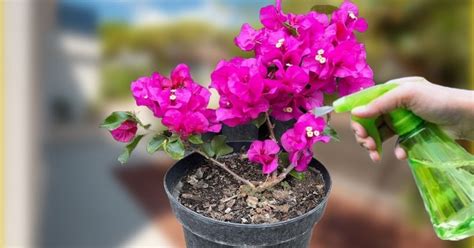 Cuidados de la bugambilia en maceta para que dé flores todo el año La