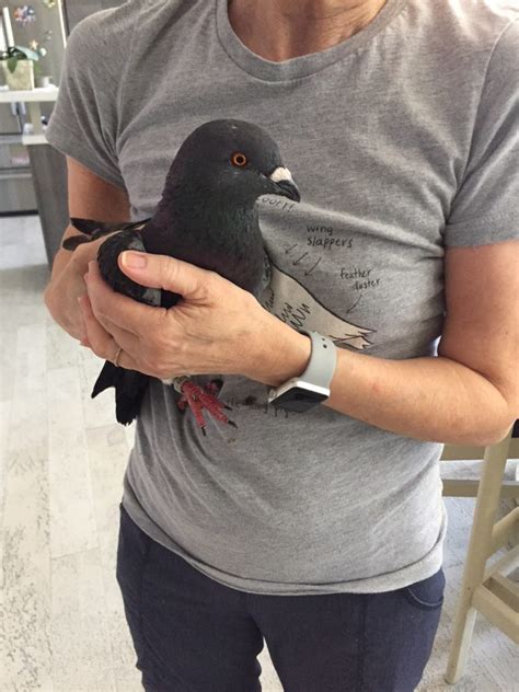 "Puppy Training" Pigeons Rescued