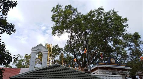 Sri Maha Bodhi Tree Jaya Sri Maha Bodhi Es Un Higo Sagrado En Los