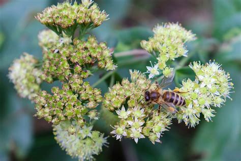 Insecto Abeja Entomolog A Foto Gratis En Pixabay Pixabay