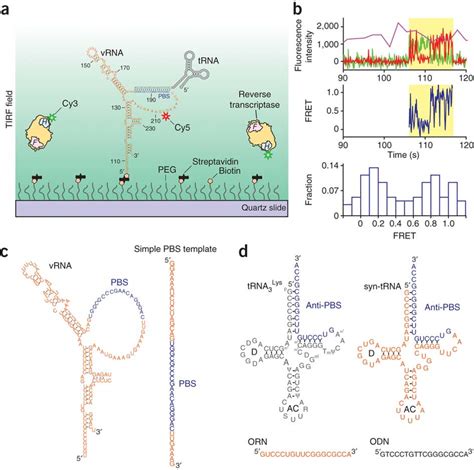 Single Molecule Fret Assay For Probing The Structural Dynamics Of The