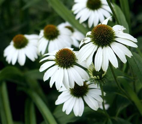 Equinácea White Swan Echinacea purpurea White Swan como plantar