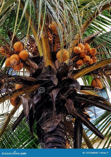 Coconut Tree Top Stock Photo Image Of Tree Coconut 123768848