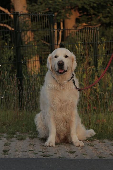 Disparo Vertical De Un Tierno Recuperador De Oro Sentado Con Su Lengua