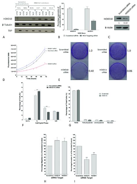 Hoxd And Hoxd Promote A Proliferative And Or Invasive Phenotype In