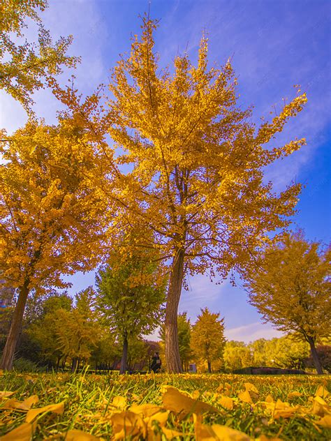 Autumn Yellow Leaf Ginkgo Tree Ginkgo Leaf Photography Map Background Fall Yellow Leaf Ginkgo