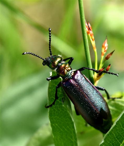 Nuttalls Blister Beetle Lytta Nuttalli Bugguide Net