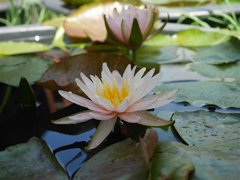 Nymphaea Sweet Pink HxT ISG Water Lily Thailand 004 Flickr