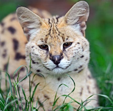 Gato selvagem do Serval foto de stock Imagem de quênia 55988022