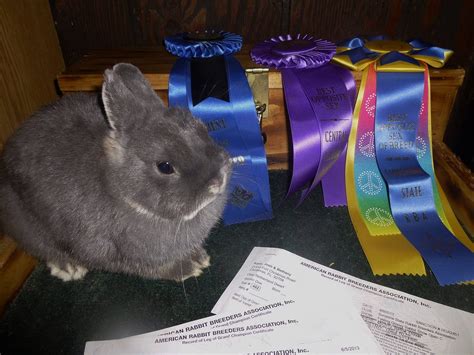 Rabbit Activities and Sports - The Rabbit Hop