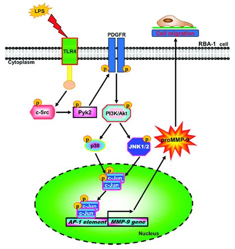 Schematic Signaling Pathways Were Involved In Mmp 9 Expression And Cell