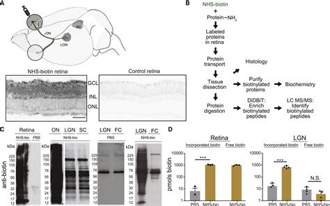 The Retinal Ganglion Cell Transportome Identifies Proteins Transported