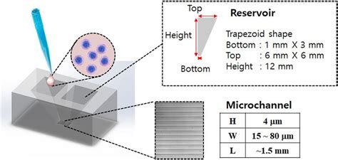 Schematic Illustration Of Microchannels Densely Packed With T Cells