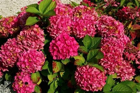 Hydrangea Macrophylla Alpengluhen Kaufen Einfach Online Bestellen