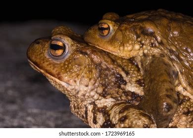 Pair Common Toads Bufo Bufo During Stock Photo Shutterstock