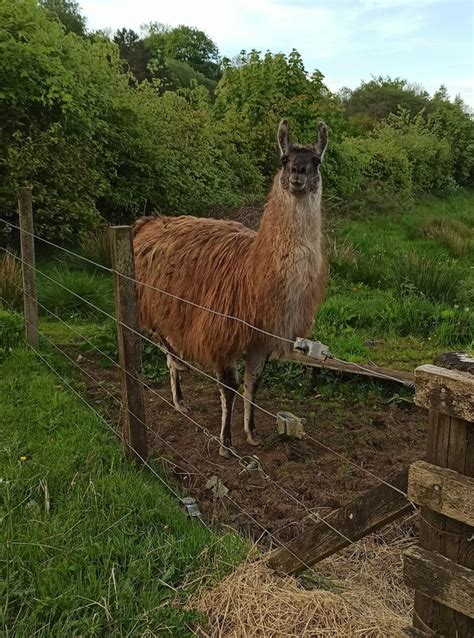 Llama In Spango Valley Thomas Nugent Cc By Sa Geograph Britain