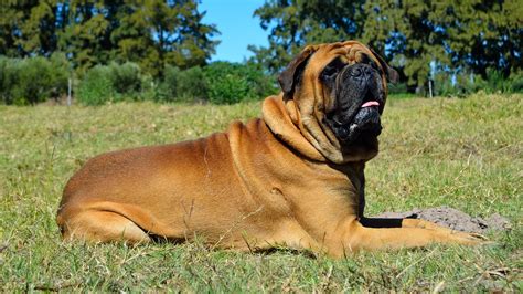 #1 Guide to Health Testing — Bullmastiff | Good Dog