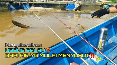 Mancing Udang Galah Di Sungai Embalut Kalimantan Timur Youtube