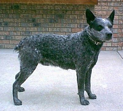 Stumpy Tail Cattle Dog Breed Information and Pictures