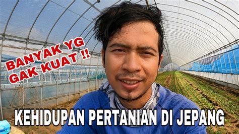 Curhat Magang Di Pertanian Jepang Jangan Sampai Kalian Menyesal