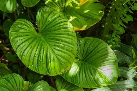 Beautiful Bright Green Tropical Leaves With Rain Drops Textured Floral