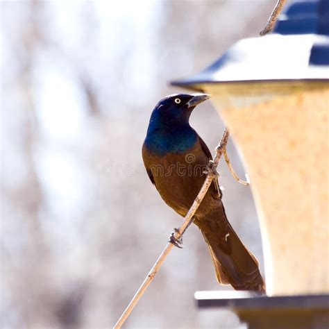 Feeding Backyard Birds stock photo. Image of lounging - 14452712