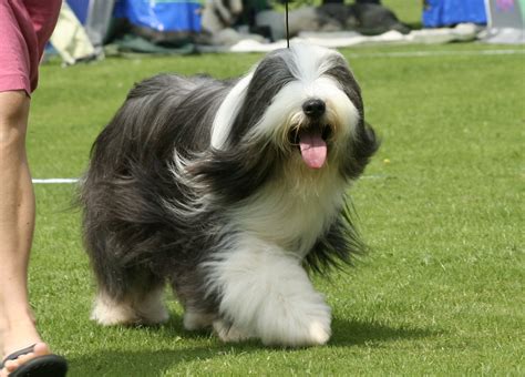 Honeytaste Hot Stuff Beardisar I Ringen