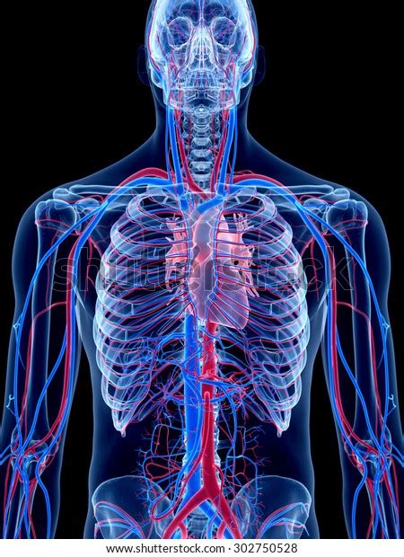 Human Vascular System Stock Illustration