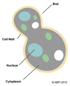 Yeast Cell Diagram - Candida Cell Yeast Fungal Albicans | Bodycrwasute