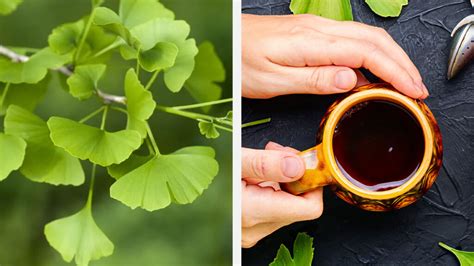 Ginkgo Biloba Para Que Sirve Como Planta Medicinal