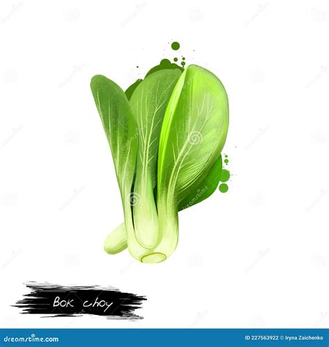 Bok Choy Pak Choi Or Pok Choi Chinese Cabbage Illustration Isolated On