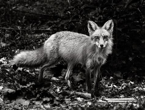 Tips for Black and White Wildlife Photography