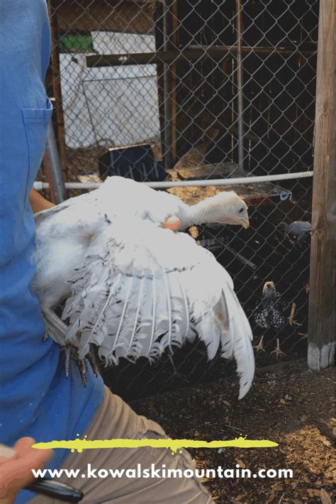 Raising The Best Meat Turkeys Heritage Versus Production Breed