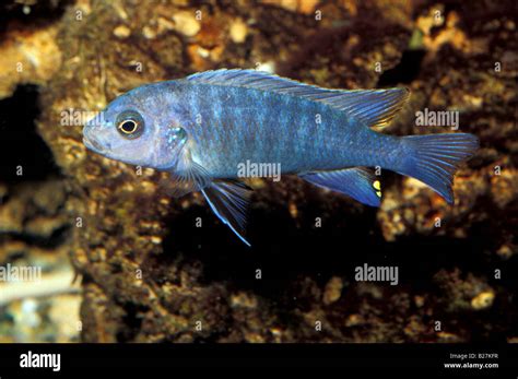 Maylandia Zebra Malawi Lake Cichlid Africa Stock Photo Alamy